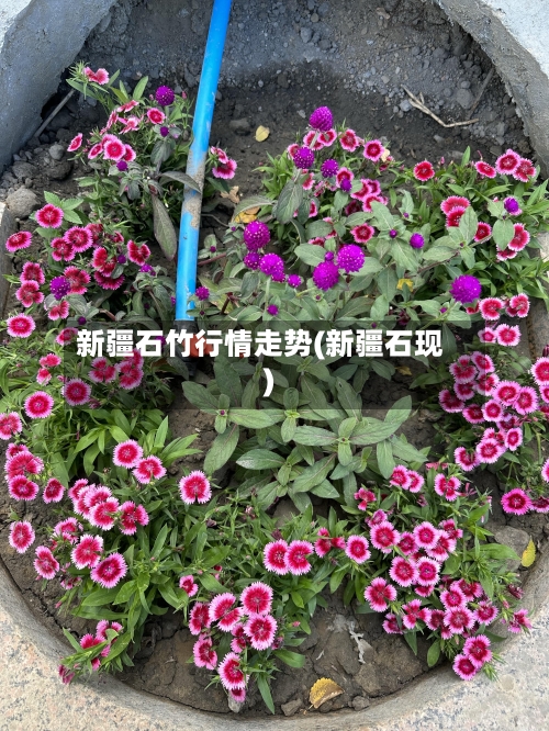 新疆石竹行情走势(新疆石现)