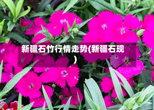 新疆石竹行情走势(新疆石现)
