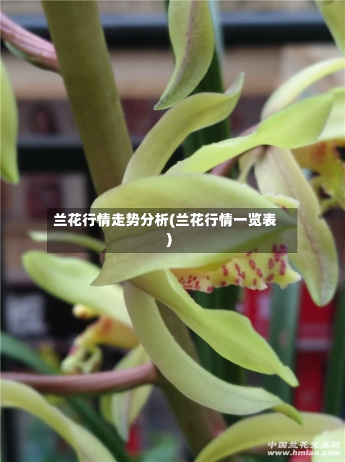 兰花行情走势分析(兰花行情一览表)