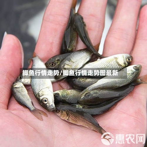 鲫鱼行情走势/鲫鱼行情走势图最新