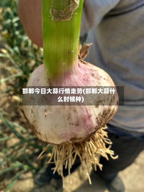 邯郸今日大蒜行情走势(邯郸大蒜什么时候种)