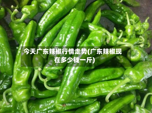 今天广东辣椒行情走势(广东辣椒现在多少钱一斤)