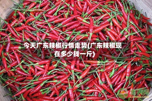 今天广东辣椒行情走势(广东辣椒现在多少钱一斤)