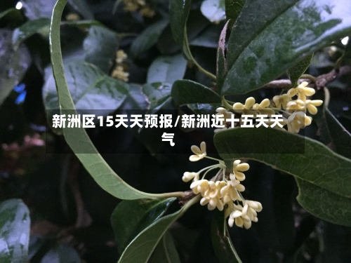 新洲区15天天预报/新洲近十五天天气