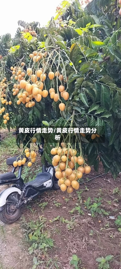 黄皮行情走势/黄皮行情走势分析