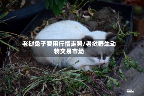 老挝兔子费用行情走势/老挝野生动物交易市场