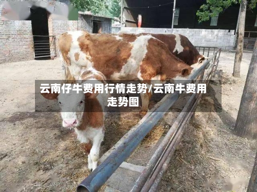 云南仔牛费用行情走势/云南牛费用走势图