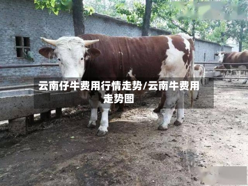 云南仔牛费用行情走势/云南牛费用走势图