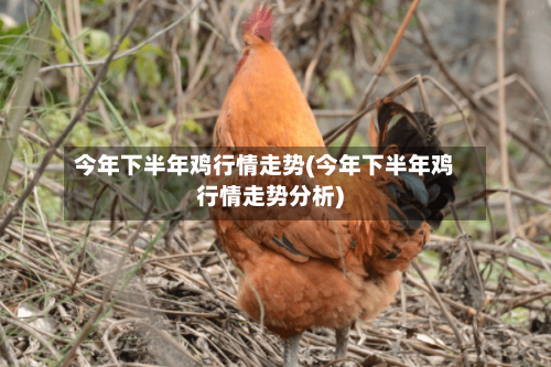 今年下半年鸡行情走势(今年下半年鸡行情走势分析)