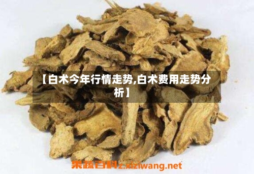 【白术今年行情走势,白术费用走势分析】
