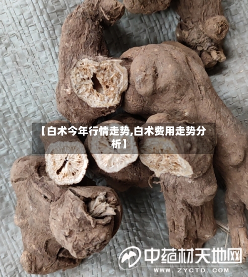 【白术今年行情走势,白术费用走势分析】