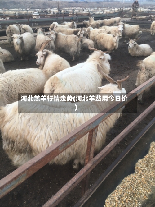 河北羔羊行情走势(河北羊费用今日价)