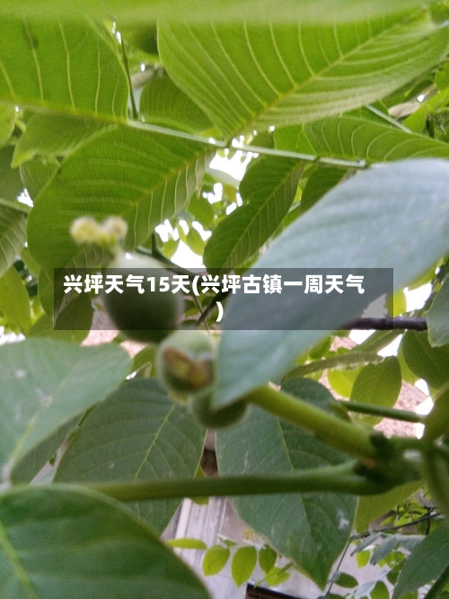 兴坪天气15天(兴坪古镇一周天气)