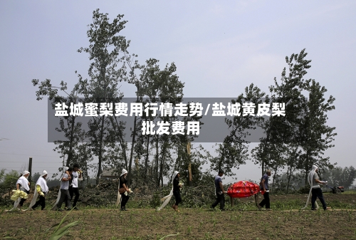 盐城蜜梨费用行情走势/盐城黄皮梨批发费用