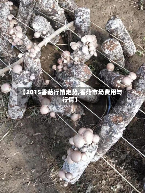 【2015香菇行情走势,香菇市场费用与行情】