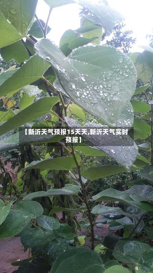 【新沂天气预报15天天,新沂天气实时预报】