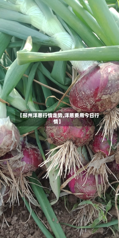 【邳州洋葱行情走势,洋葱费用今日行情】