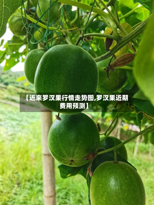 【近来罗汉果行情走势图,罗汉果近期费用预测】