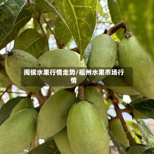 闽侯水果行情走势/福州水果市场行情