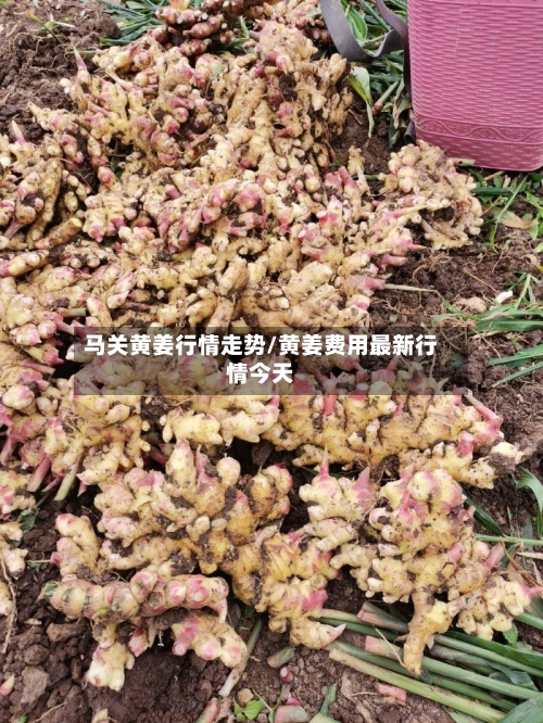 马关黄姜行情走势/黄姜费用最新行情今天
