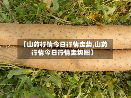 【山药行情今日行情走势,山药行情今日行情走势图】