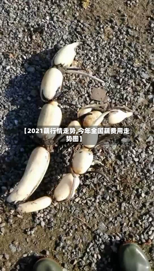 【2021藕行情走势,今年全国藕费用走势图】