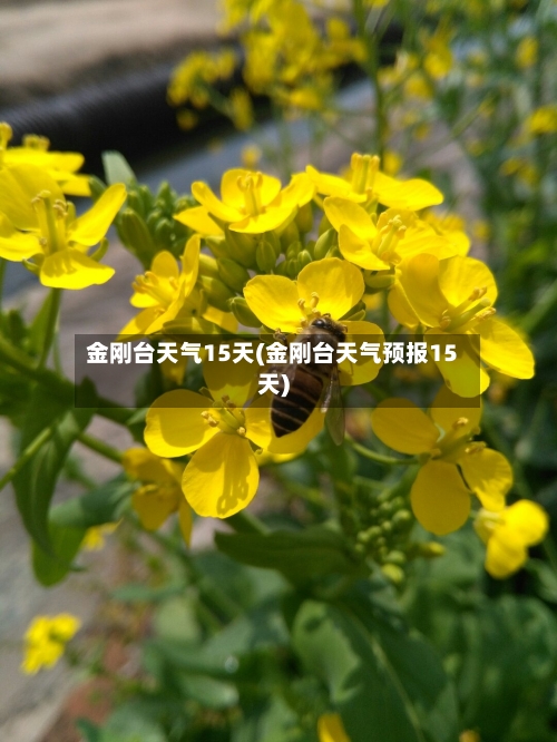 金刚台天气15天(金刚台天气预报15天)
