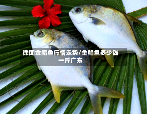 徐闻金鲳鱼行情走势/金鲳鱼多少钱一斤广东