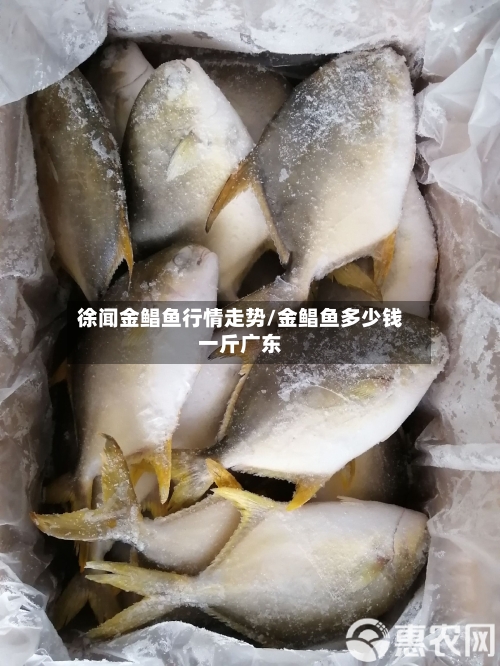 徐闻金鲳鱼行情走势/金鲳鱼多少钱一斤广东