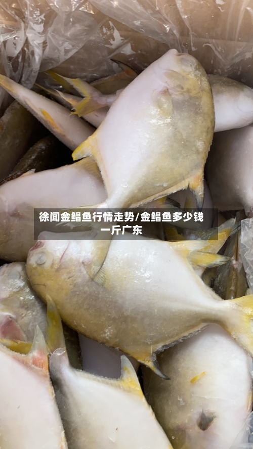 徐闻金鲳鱼行情走势/金鲳鱼多少钱一斤广东