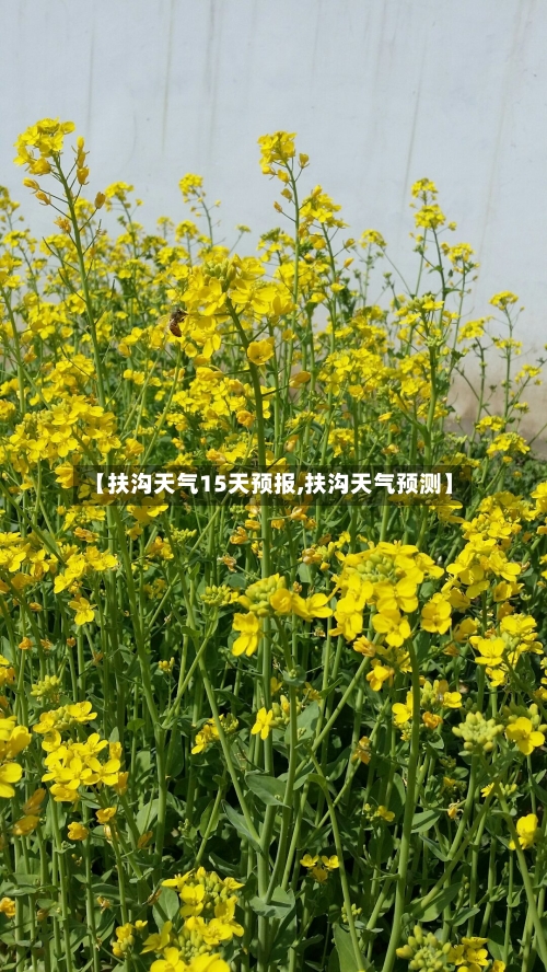 【扶沟天气15天预报,扶沟天气预测】