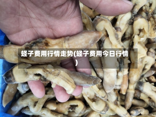 蛏子费用行情走势(蛏子费用今日行情)