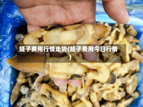 蛏子费用行情走势(蛏子费用今日行情)