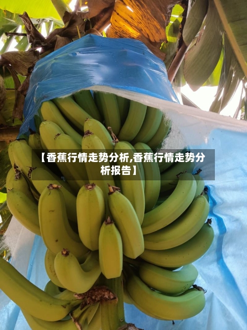 【香蕉行情走势分析,香蕉行情走势分析报告】