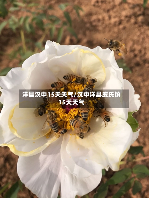洋县汉中15天天气/汉中洋县戚氏镇15天天气