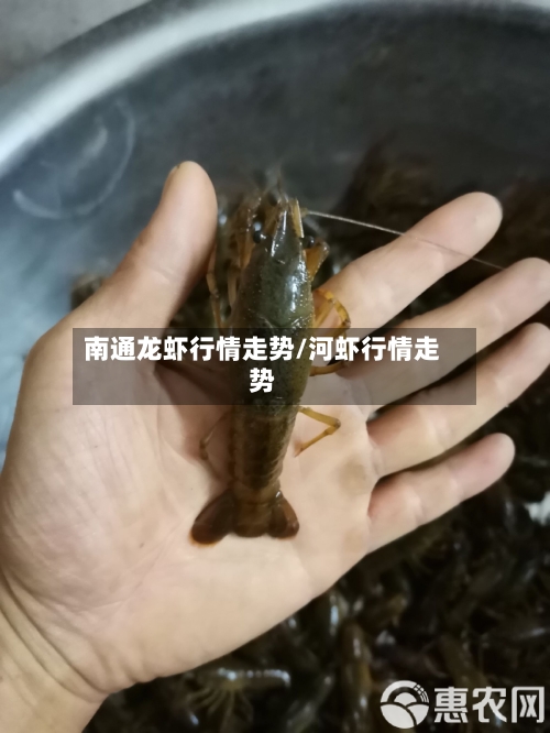 南通龙虾行情走势/河虾行情走势