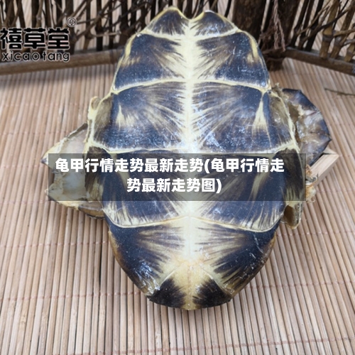 龟甲行情走势最新走势(龟甲行情走势最新走势图)